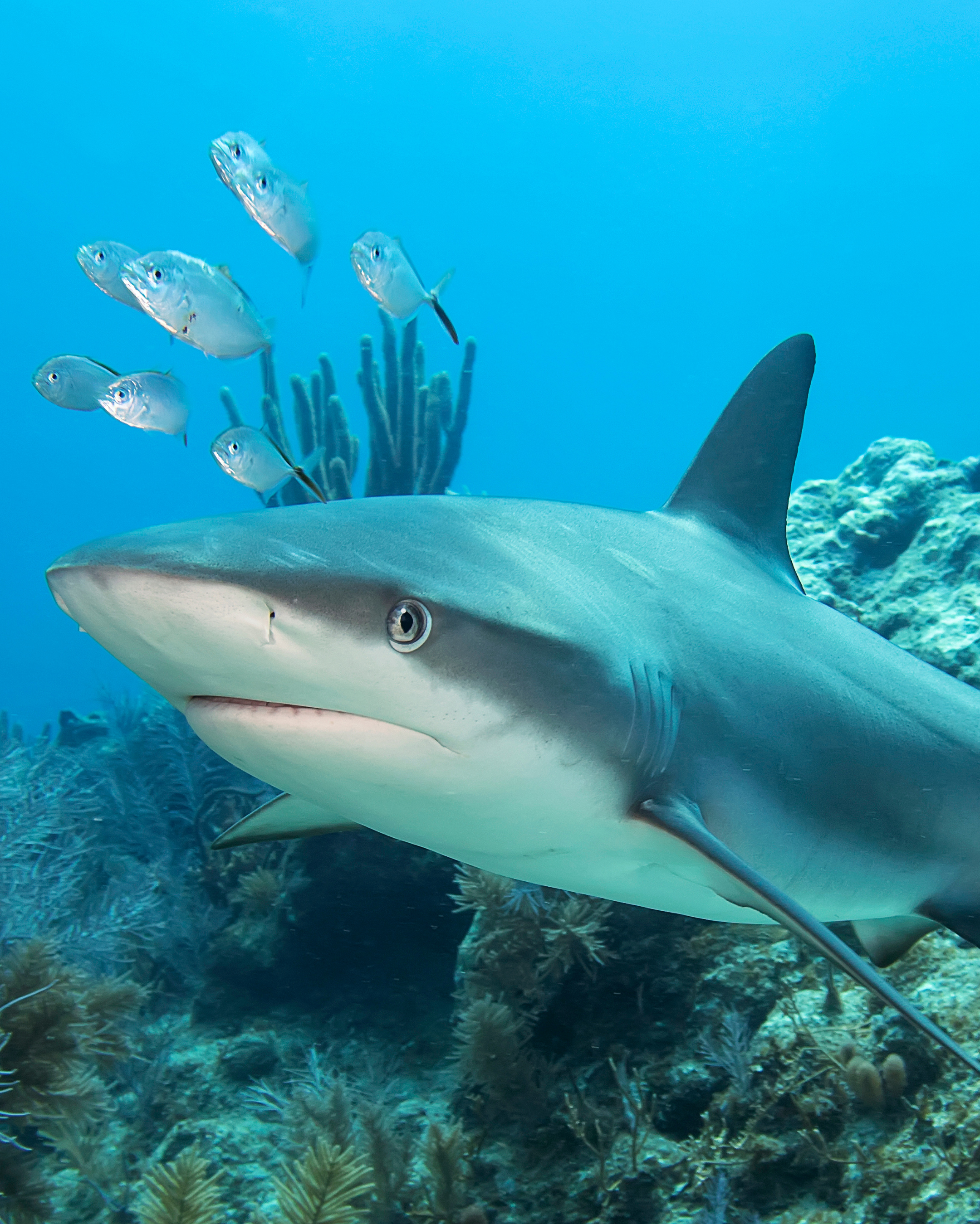 Thea Shark Week — learn about the ocean's top predators
